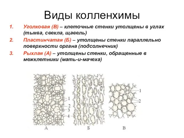Виды колленхимы Уголковая (В) – клеточные стенки утолщены в углах (тыква,