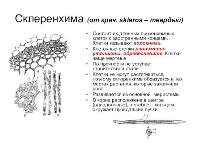 Склеренхима (от греч. skleros – твердый) Состоит их длинных прозенхимных клеток
