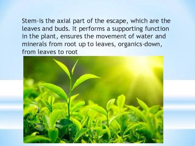 Stem-is the axial part of the escape, which are the leaves