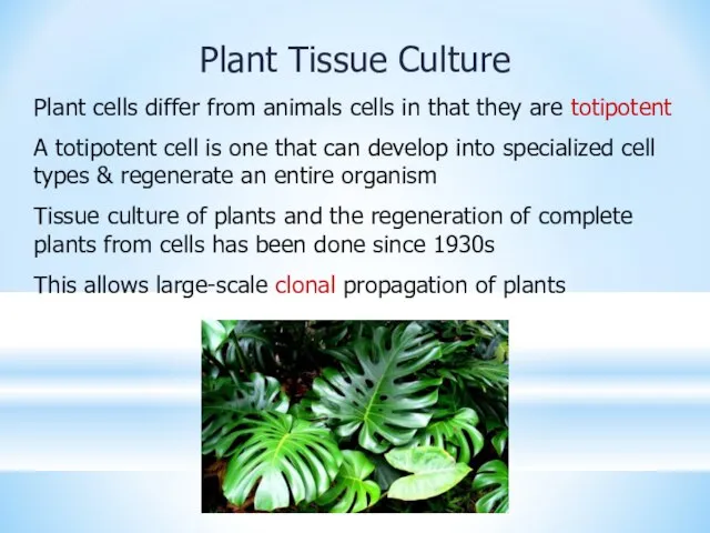 Plant Tissue Culture Plant cells differ from animals cells in that