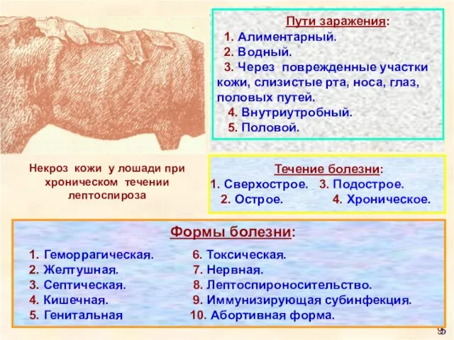 9 Некроз кожи у лошади при хроническом течении лептоспироза 5 Пути