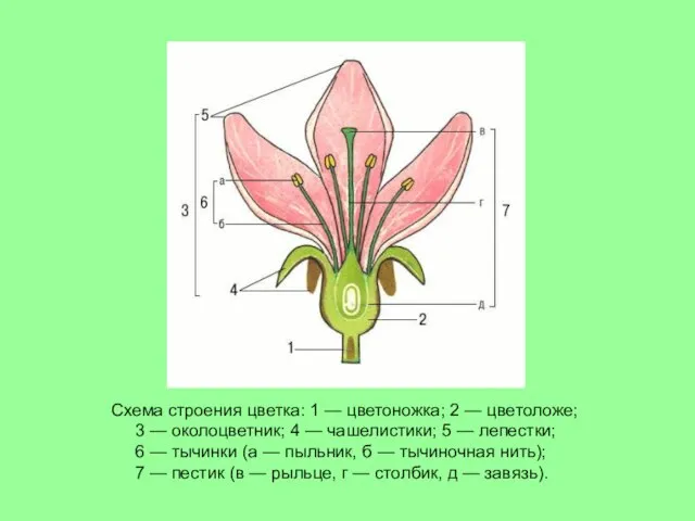 Схема строения цветка: 1 — цветоножка; 2 — цветоложе; 3 —