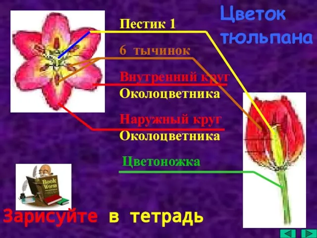 Пестик 1 6 тычинок Внутренний круг Околоцветника Наружный круг Околоцветника Цветоножка Зарисуйте в тетрадь Цветок тюльпана