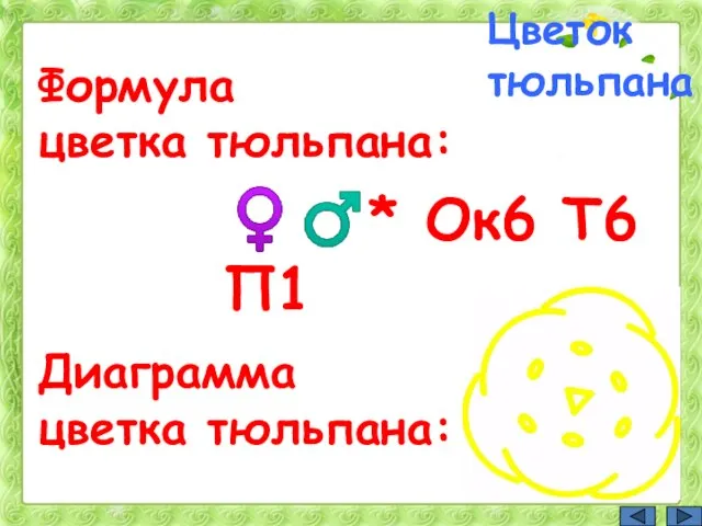 Формула цветка тюльпана: Цветок тюльпана Диаграмма цветка тюльпана: ♀♂* Ок6 Т6 П1