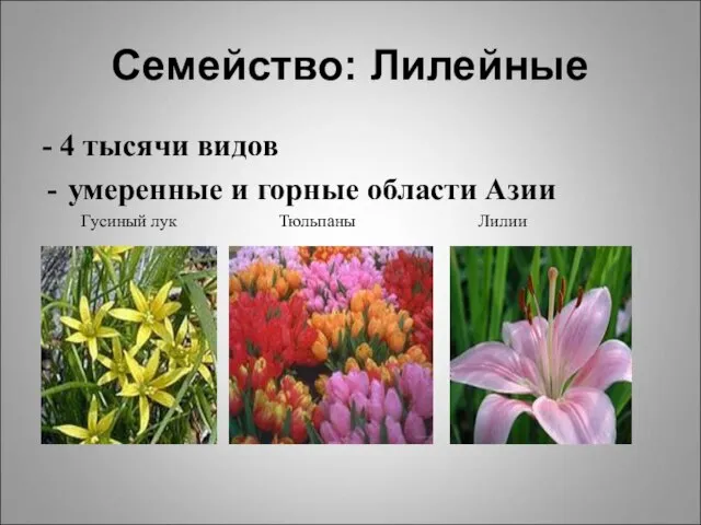 Семейство: Лилейные - 4 тысячи видов умеренные и горные области Азии Гусиный лук Тюльпаны Лилии