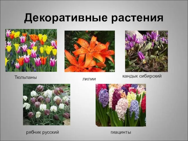 Декоративные растения Тюльпаны лилии кандык сибирский рябчик русский гиацинты