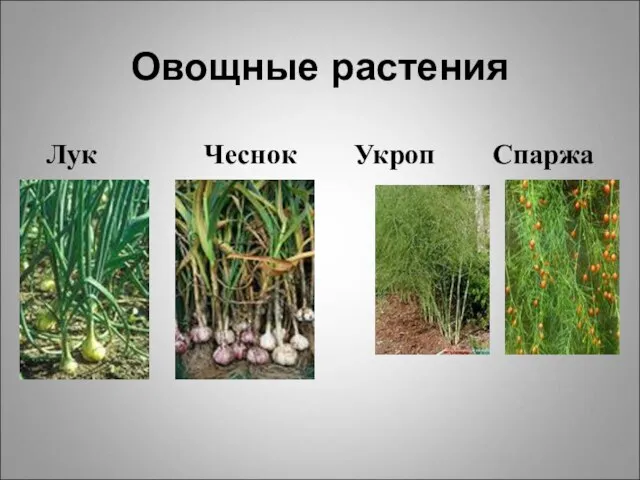 Овощные растения Лук Чеснок Укроп Спаржа