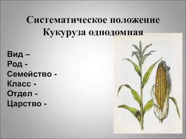 Систематическое положение Кукуруза однодомная Вид – Род - Семейство - Класс - Отдел - Царство -