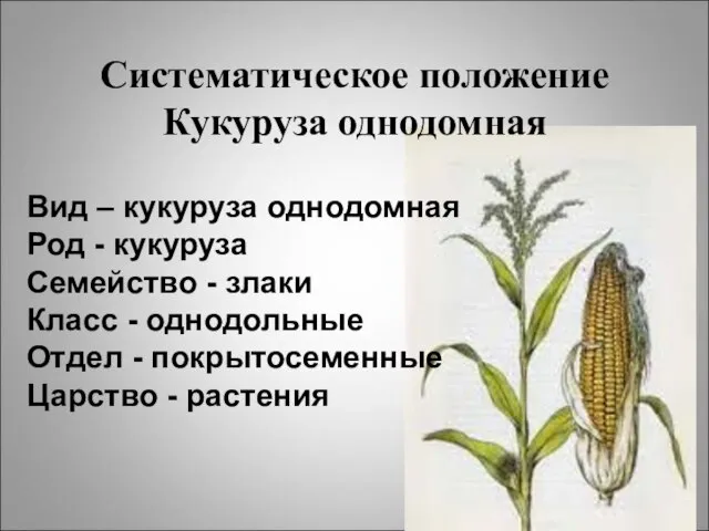 Систематическое положение Кукуруза однодомная Вид – кукуруза однодомная Род - кукуруза