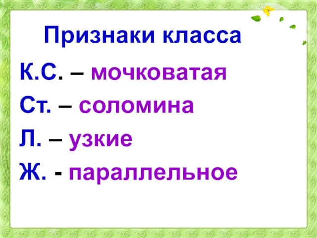 Признаки класса К.С. – мочковатая Ст. – соломина Л. – узкие Ж. - параллельное