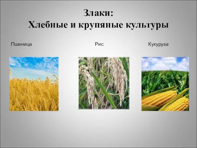 Злаки: Хлебные и крупяные культуры Пшеница Рис Кукуруза