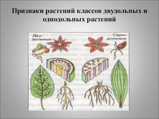 Признаки растений классов двудольных и однодольных растений