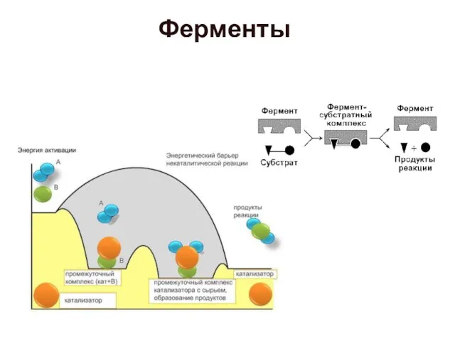 Ферменты