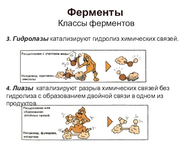 3. Гидролазы катализируют гидролиз химических связей. 4. Лиазы катализируют разрыв химических