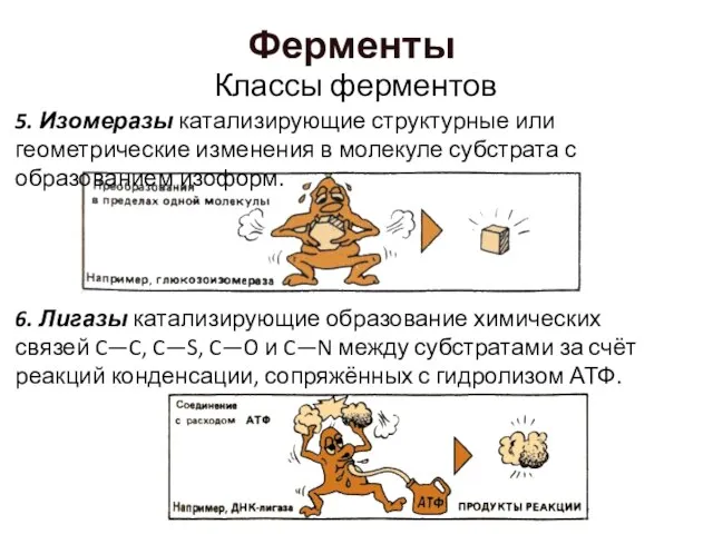 5. Изомеразы катализирующие структурные или геометрические изменения в молекуле субстрата с