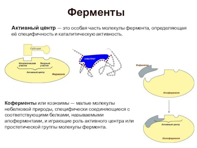 Ферменты Активный центр — это особая часть молекулы фермента, определяющая её