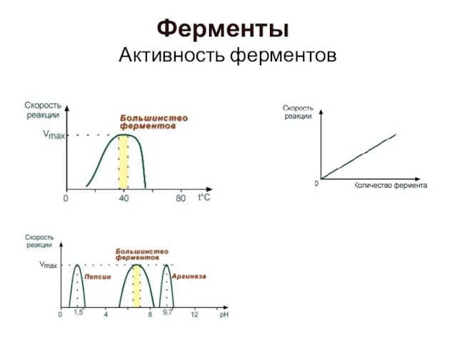 Активность ферментов Ферменты