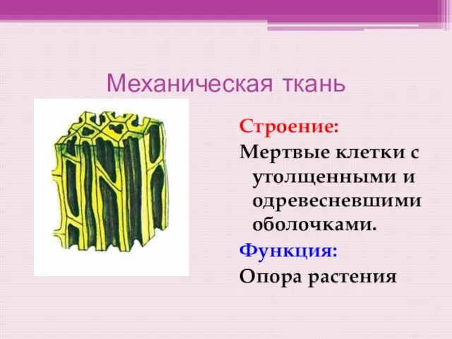 Механическая ткань Строение: Мертвые клетки с утолщенными и одревесневшими оболочками. Функция: Опора растения