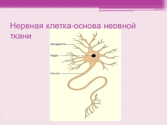 Нервная клетка-основа нервной ткани