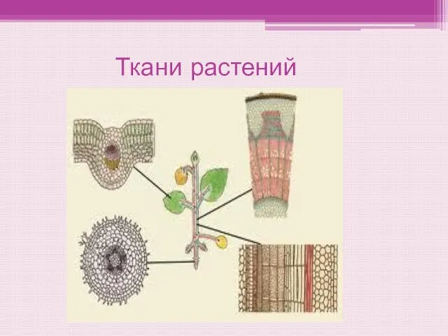 Ткани растений