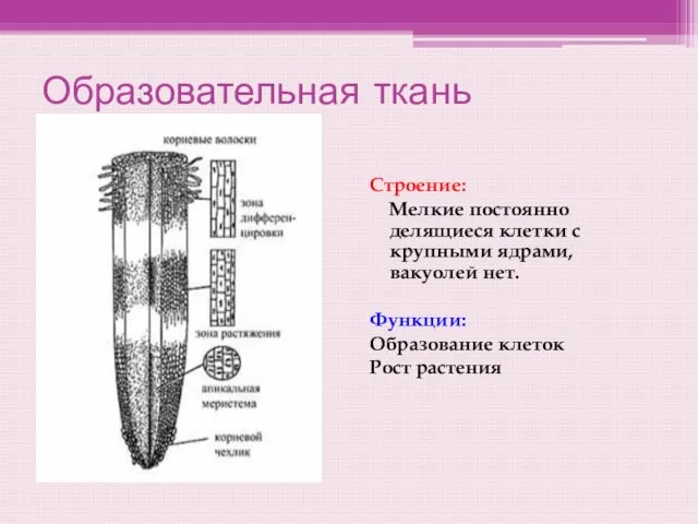 Образовательная ткань Строение: Мелкие постоянно делящиеся клетки с крупными ядрами, вакуолей