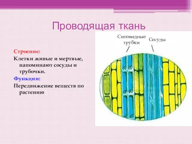 Проводящая ткань Строение: Клетки живые и мертвые, напоминают сосуды и трубочки. Функции: Передвижение веществ по растению