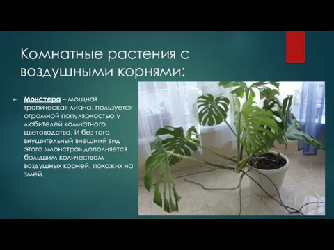 Комнатные растения с воздушными корнями: Монстера – мощная тропическая лиана, пользуется