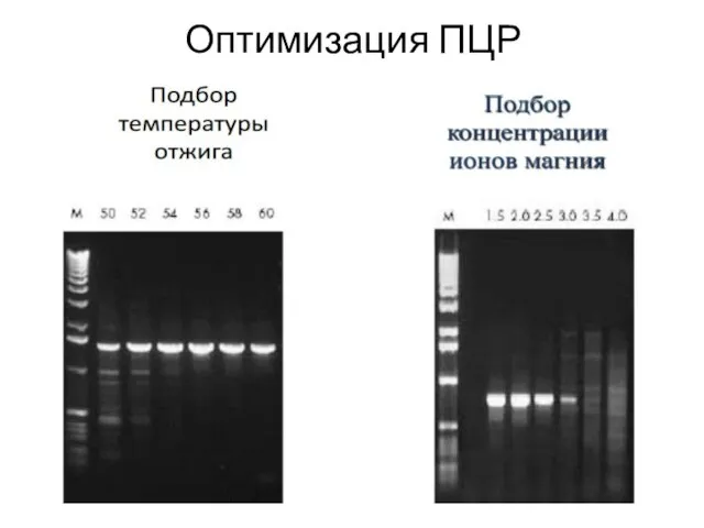 Оптимизация ПЦР