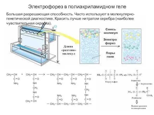 Электрофорез в полиакриламидном геле Большая разрешающая способность. Часто используют в молекулярно-генетической