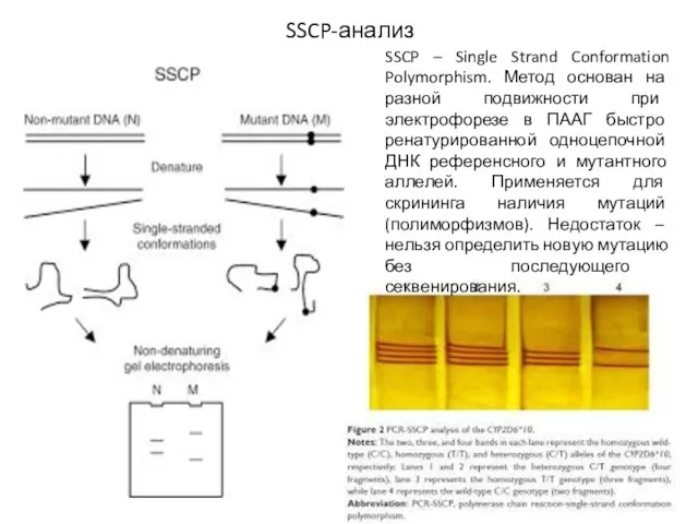 SSCP-анализ SSCP – Single Strand Conformation Polymorphism. Метод основан на разной