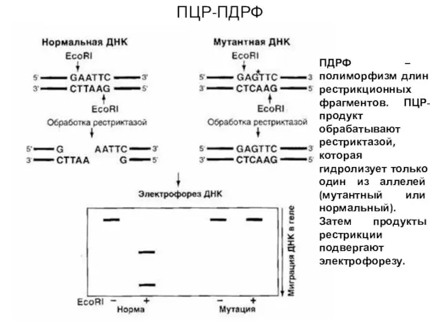 ПЦР-ПДРФ ПДРФ – полиморфизм длин рестрикционных фрагментов. ПЦР-продукт обрабатывают рестриктазой, которая