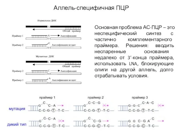 Аллель-специфичная ПЦР Основная проблема АС-ПЦР – это неспецифический синтез с частично