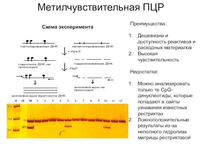 Метилчувствительная ПЦР Схема эксперимента Преимущества: Дешевизна и доступность реактивов и расходных