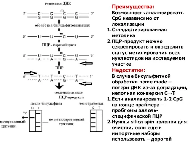 Преимущества: Возможность анализировать CpG независимо от локализации Стандартизированная методика ПЦР-продукт можно