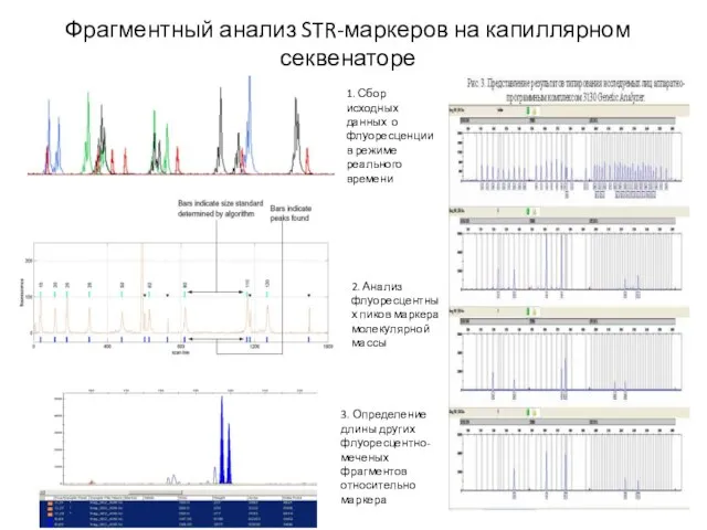 Фрагментный анализ STR-маркеров на капиллярном секвенаторе 1. Сбор исходных данных о