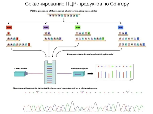 Секвенирование ПЦР-продуктов по Сэнгеру