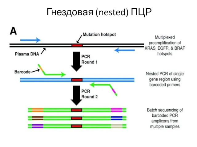 Гнездовая (nested) ПЦР