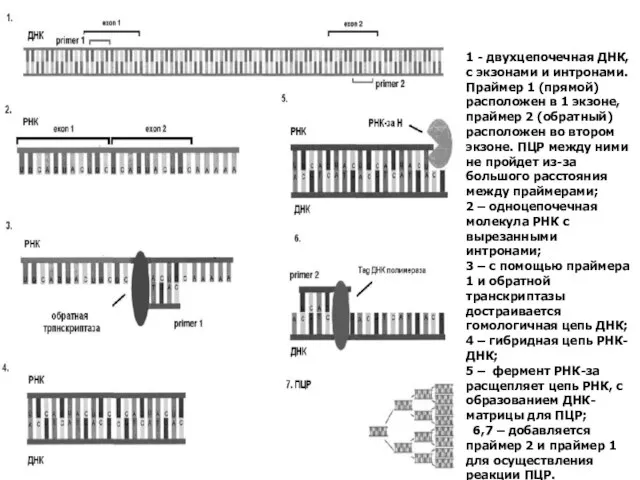1 - двухцепочечная ДНК, с экзонами и интронами. Праймер 1 (прямой)