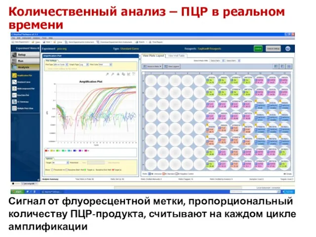 Количественный анализ – ПЦР в реальном времени Сигнал от флуоресцентной метки,