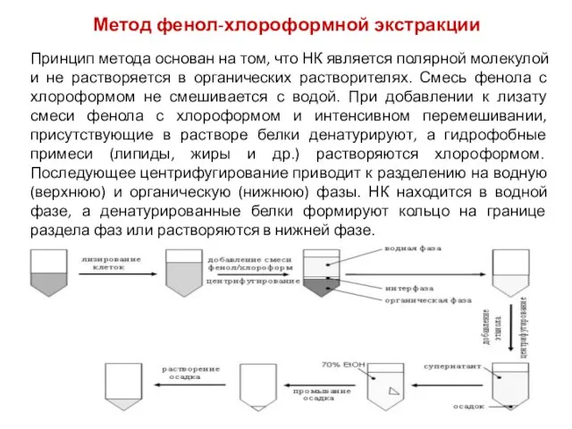 Метод фенол-хлороформной экстракции Принцип метода основан на том, что НК является