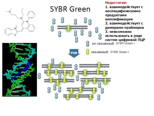 Недостатки: 1. взаимодействует с неспецифическими продуктами амплификации 2. взаимодействует с димерами