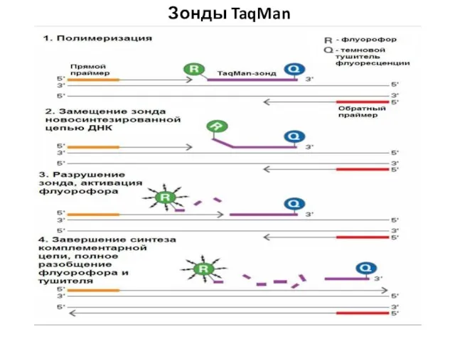 Зонды TaqMan