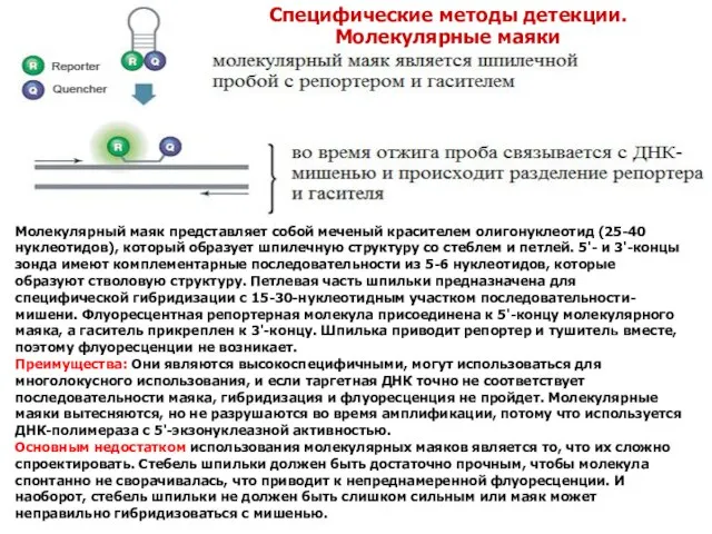 Молекулярный маяк представляет собой меченый красителем олигонуклеотид (25-40 нуклеотидов), который образует