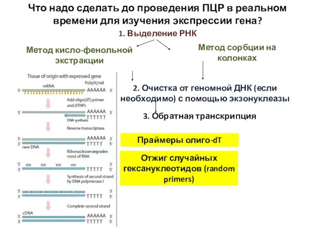 Что надо сделать до проведения ПЦР в реальном времени для изучения