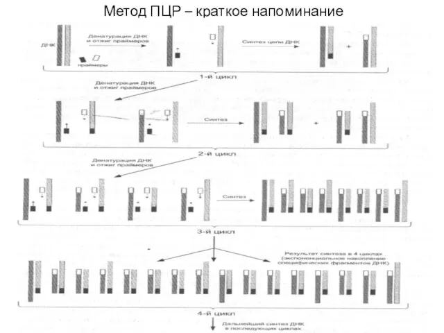 Метод ПЦР – краткое напоминание