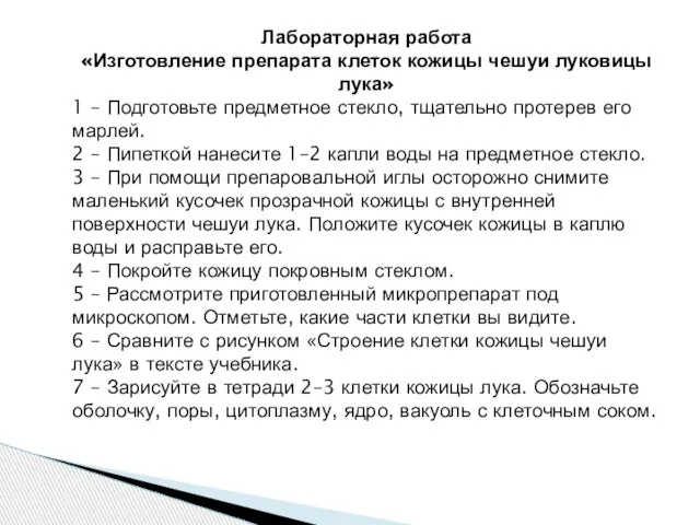 Лабораторная работа «Изготовление препарата клеток кожицы чешуи луковицы лука» 1 –