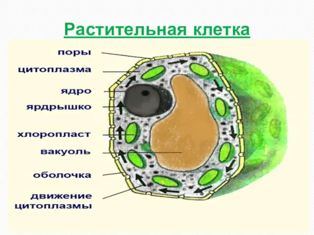 Растительная клетка