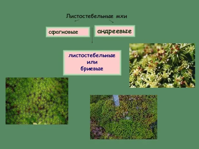 Листостебельные мхи сфагновые андреевые листостебельные или бриевые