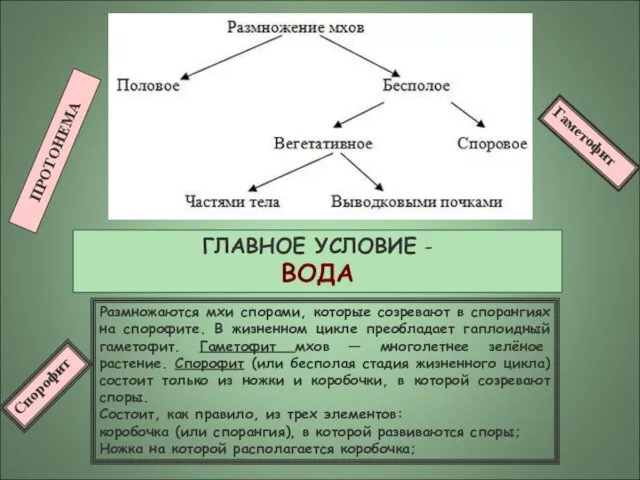 Размножаются мхи спорами, которые созревают в спорангиях на спорофите. В жизненном