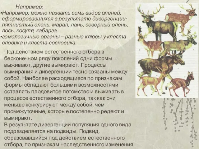 Например: Например, можно назвать семь видов оленей, сформировавшихся в результате дивергенции: